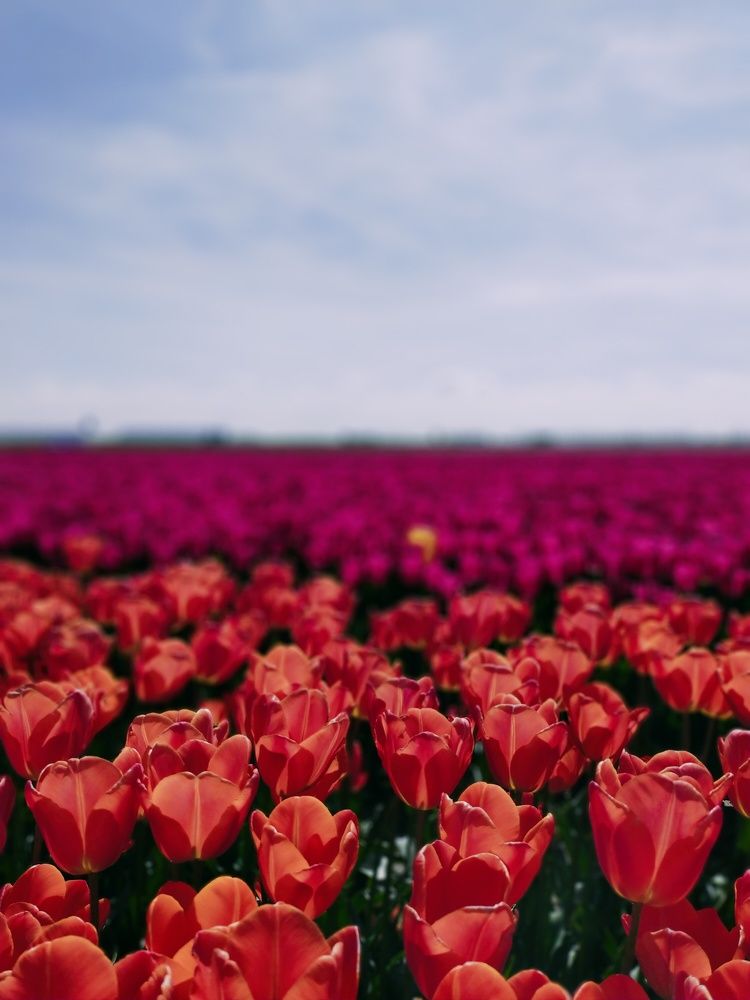 Photograph by A.B M.A