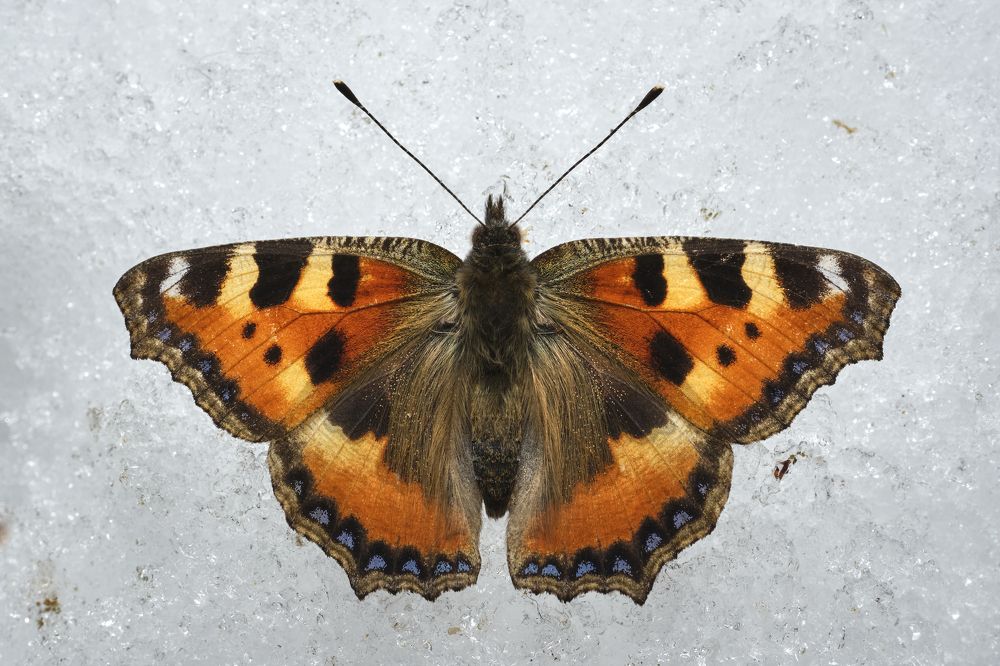 An early spring surprise in the snow