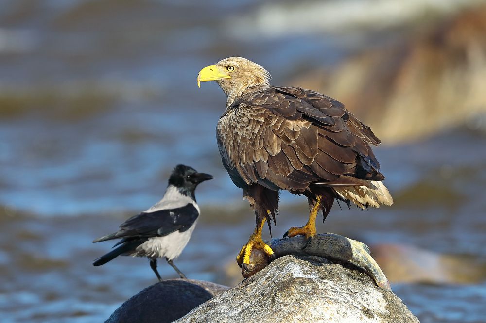 Фотография автора Гусар Александр