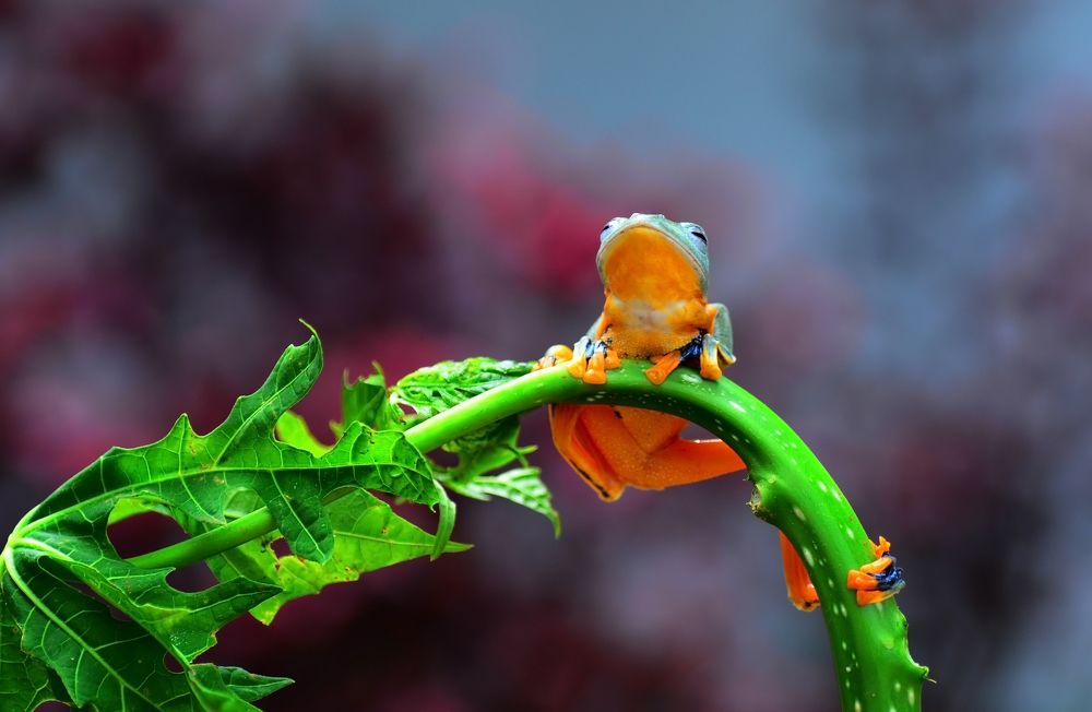 Photograph by ujang wahyudin