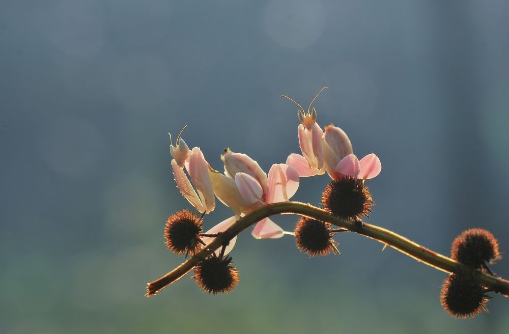 Photograph by ujang wahyudin