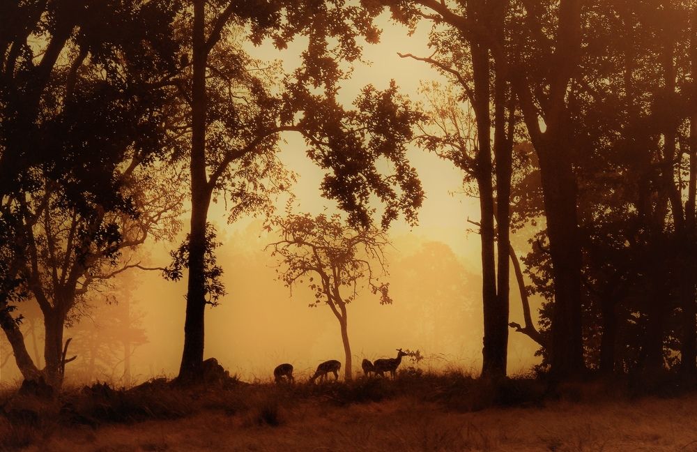 Photograph by BIPLAB MISRA