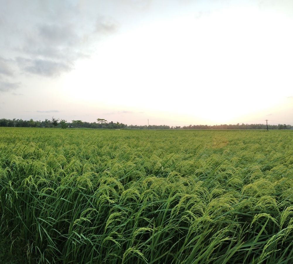 Photograph by Bhaskar Das