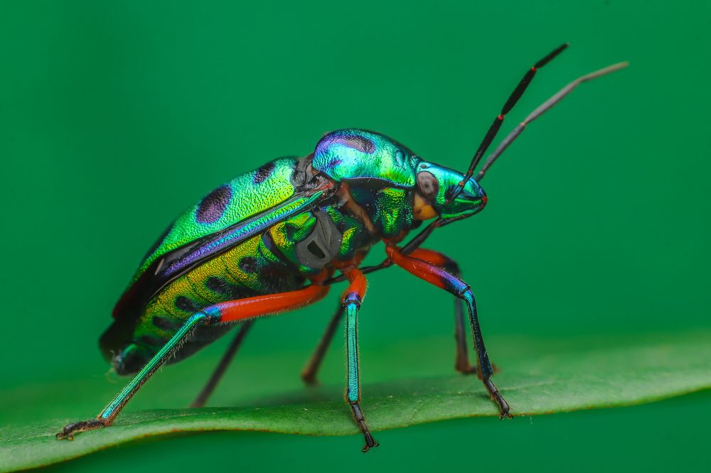 Jewel bug