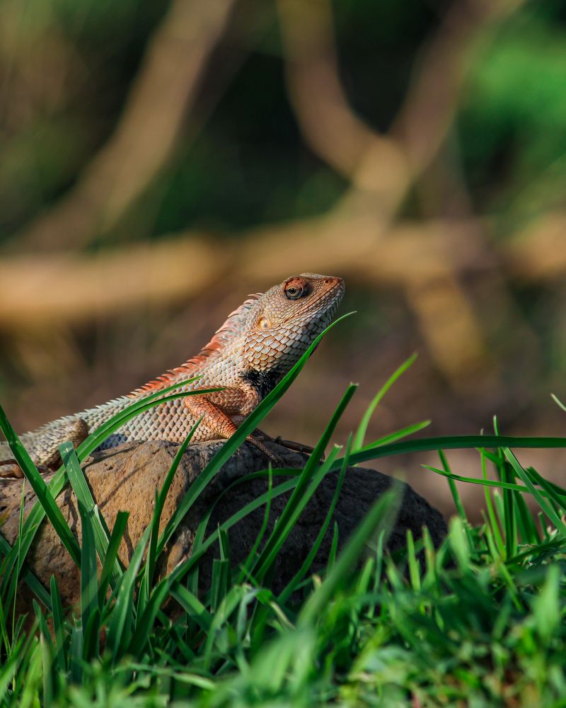 Photograph by Atul Shinde
