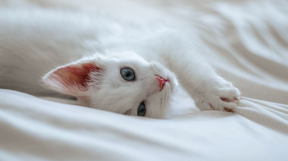 Photograph by Maxim Kiselev