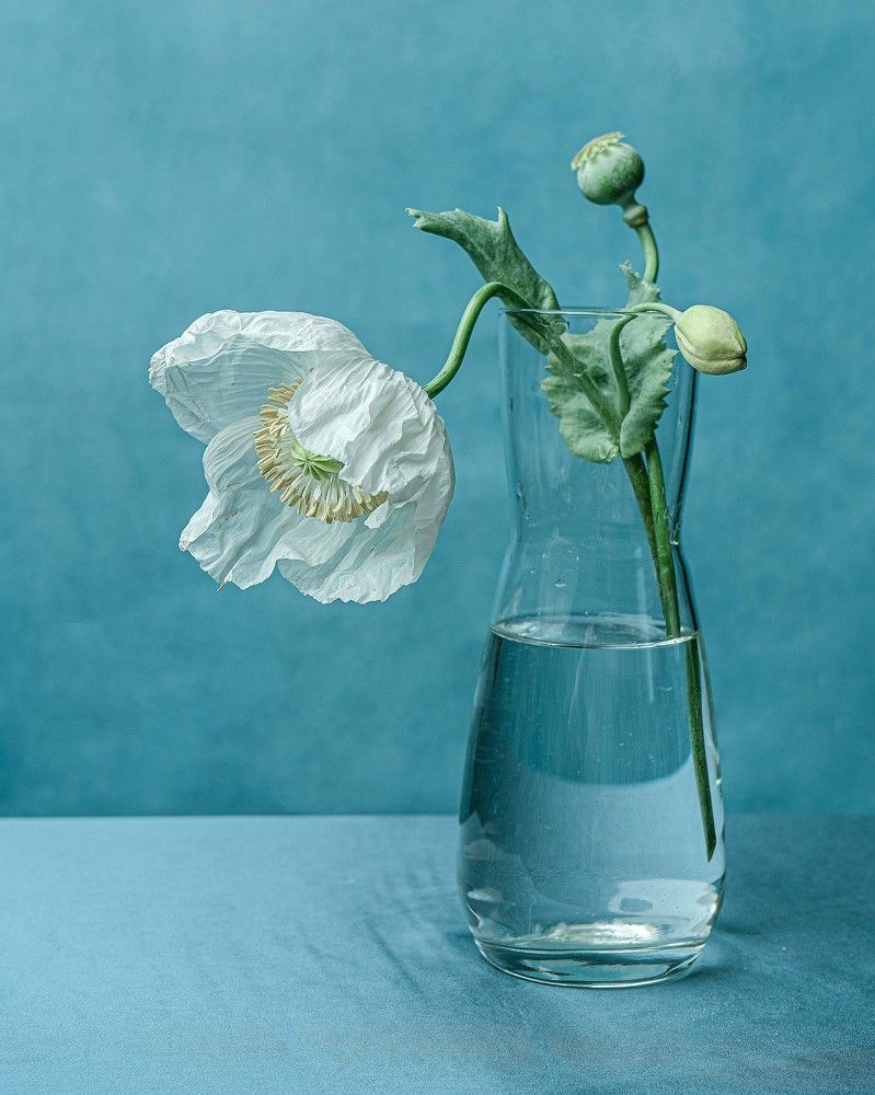 Photograph by Диана Трильо