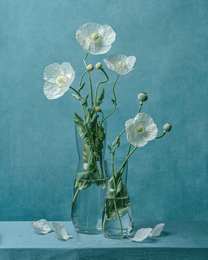 Photograph by Диана Трильо