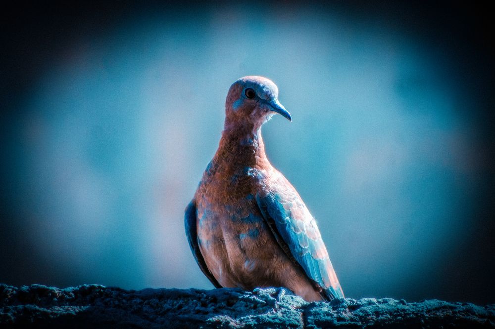 Photograph by Muhammad Radi