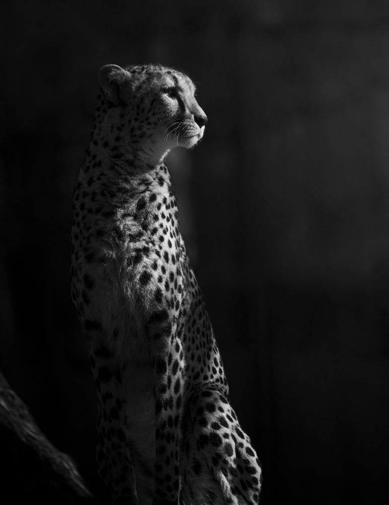 Photograph by Alain Veldin