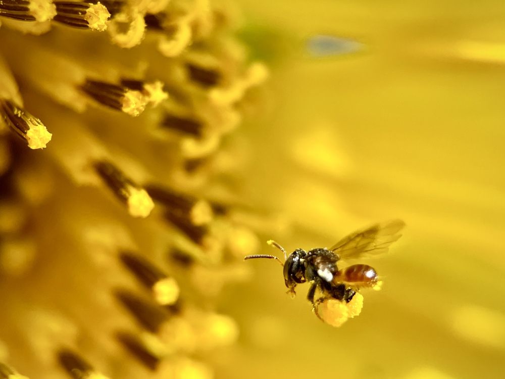 Busy bee