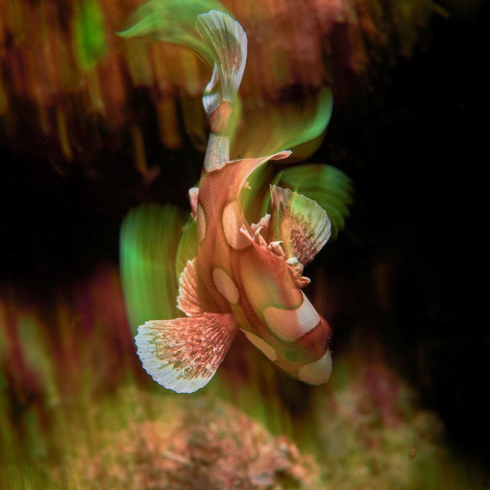 Photograph by Denis Timchenko