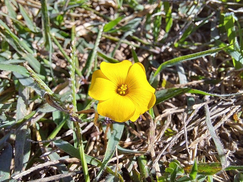 Фотография автора gustavo pecelis