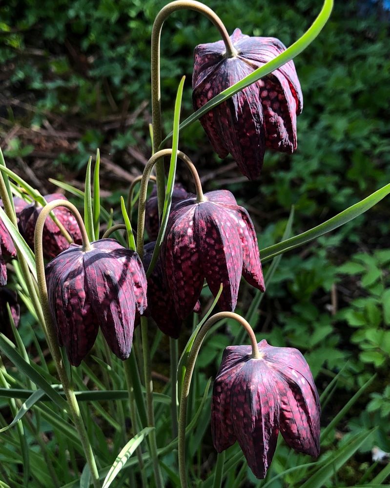 Photograph by Halina Mitsevich