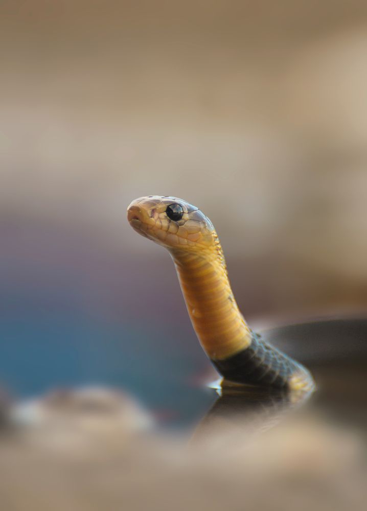 Photograph by Sheikh Nafis