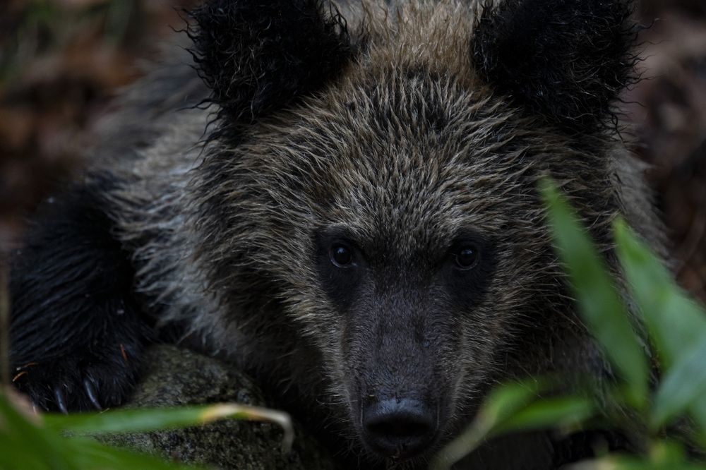 Photograph by daichi shimada