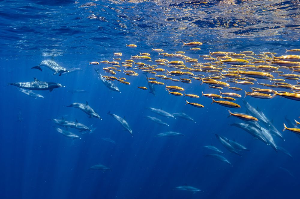 Photograph by daichi shimada