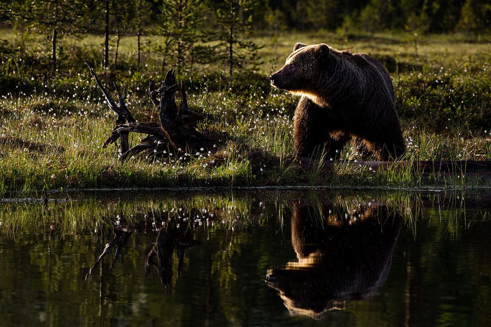 Photograph by Elena  Ovsyankina
