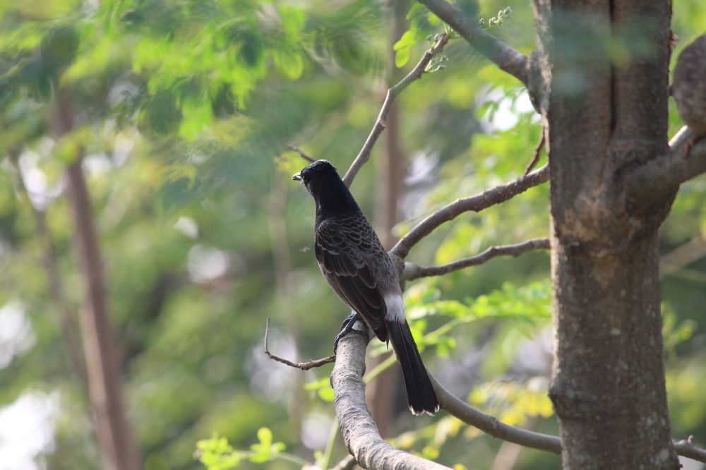 Фотография автора Md Mahfuz Al Maruf