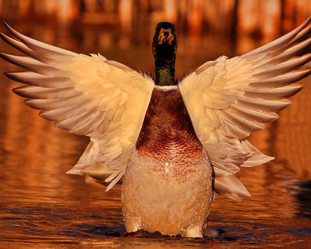 Photograph by Mike MacLean