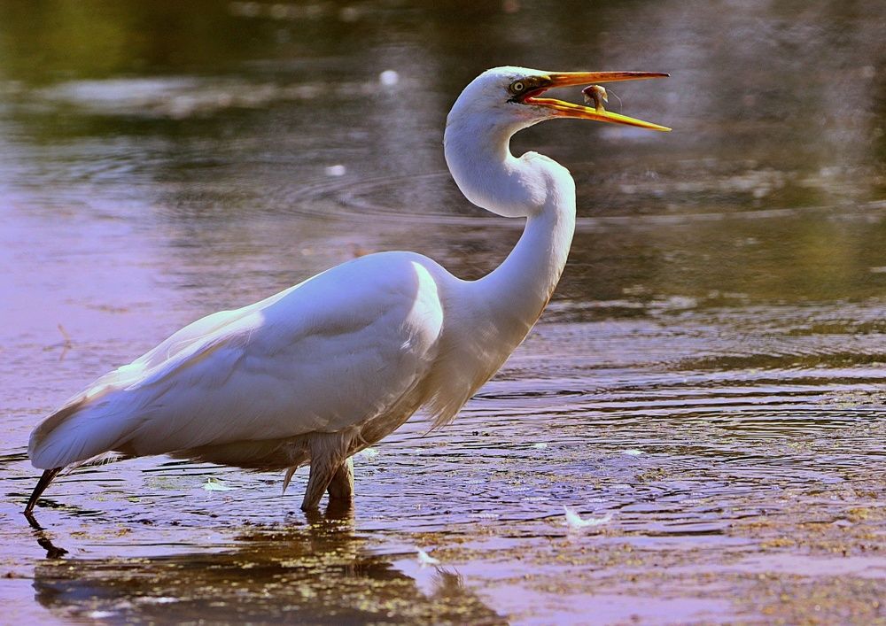 Photograph by Mike MacLean