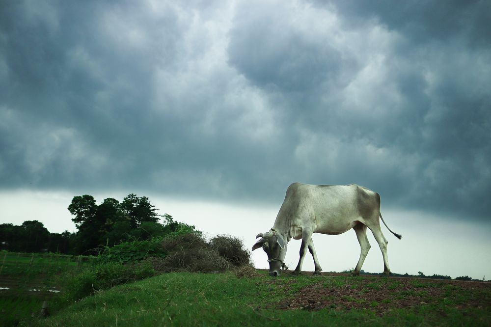 Photograph by Dipta Dip