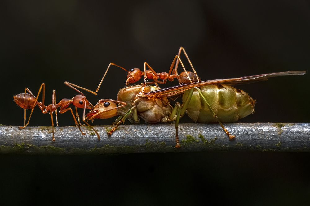 Фотография автора NeCoTi ChonTin