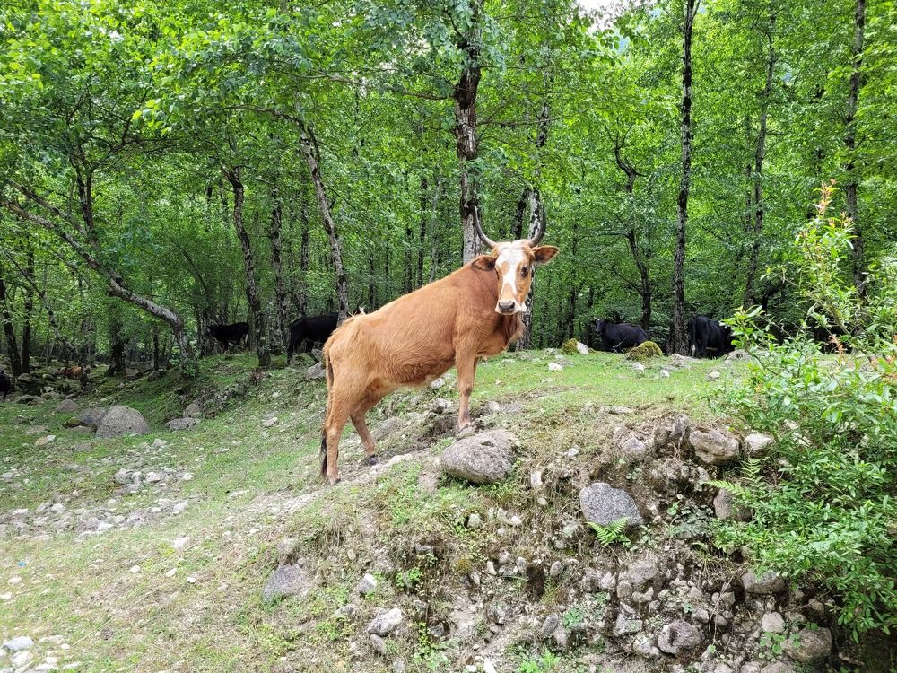 Photograph by hana hakima