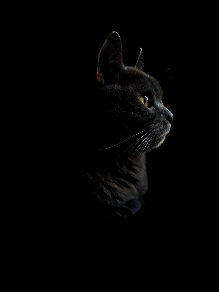 Фотография автора Татьяна Галанина