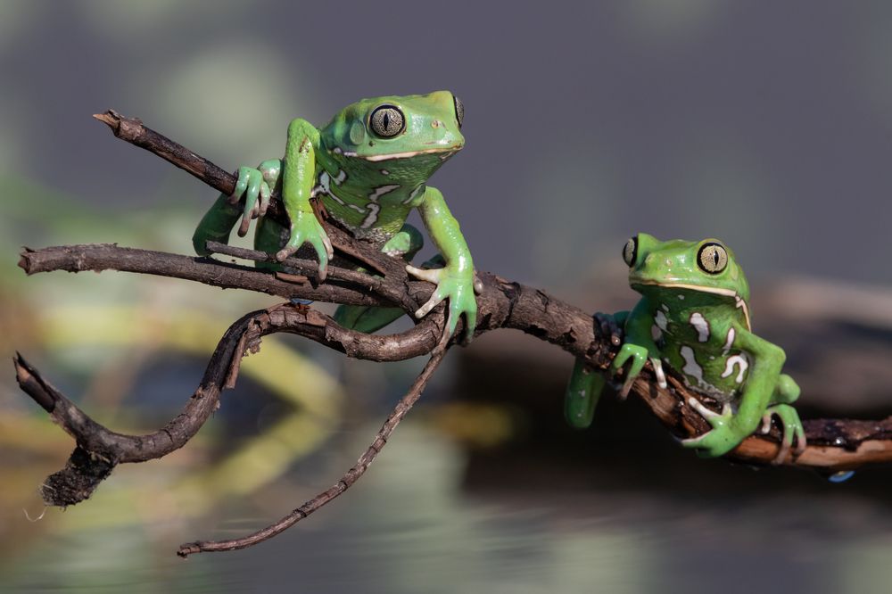 Waxy monky tree frogs