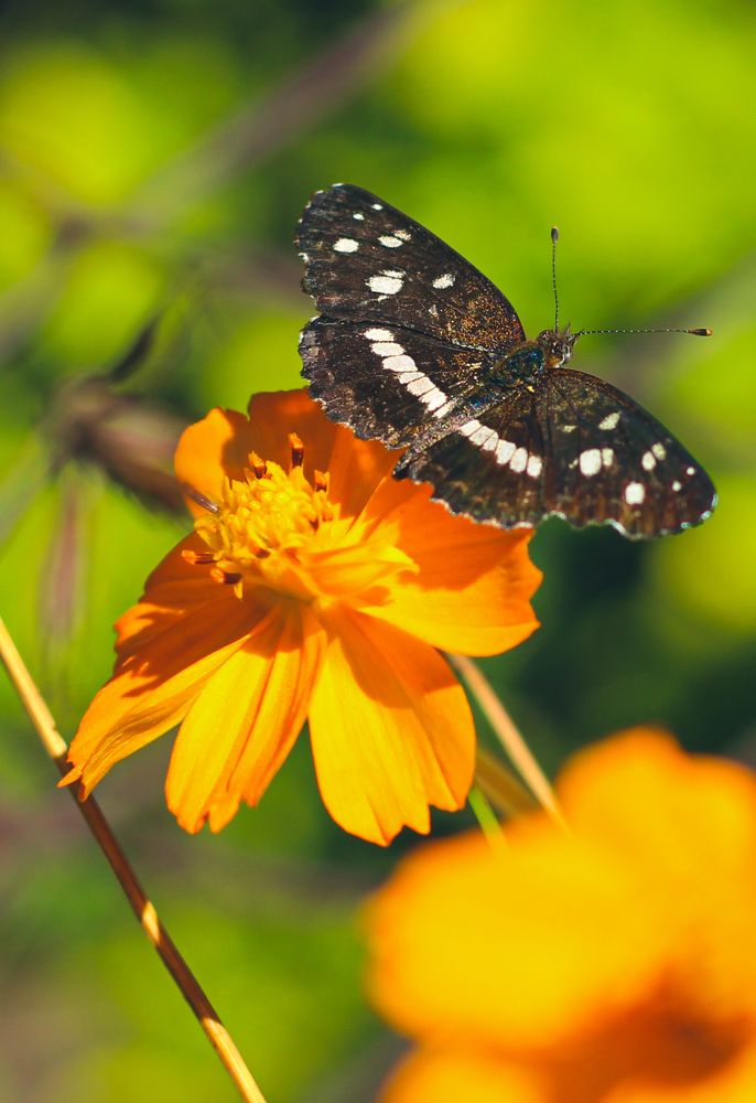 Butterfly on the flower