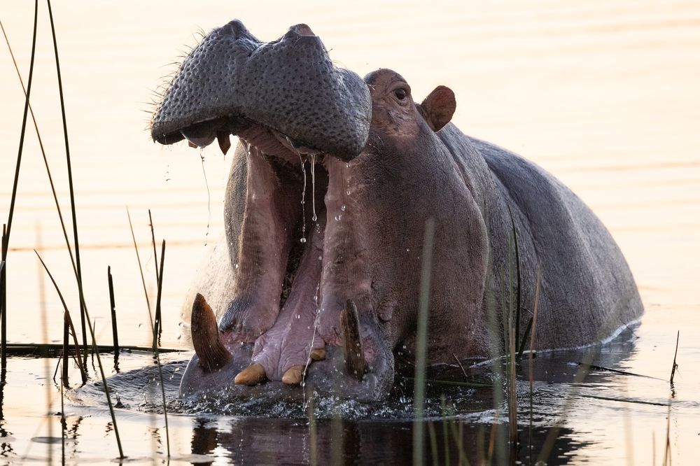 Photograph by Raquel Barao