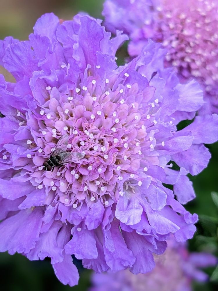 Scabious Close Up
