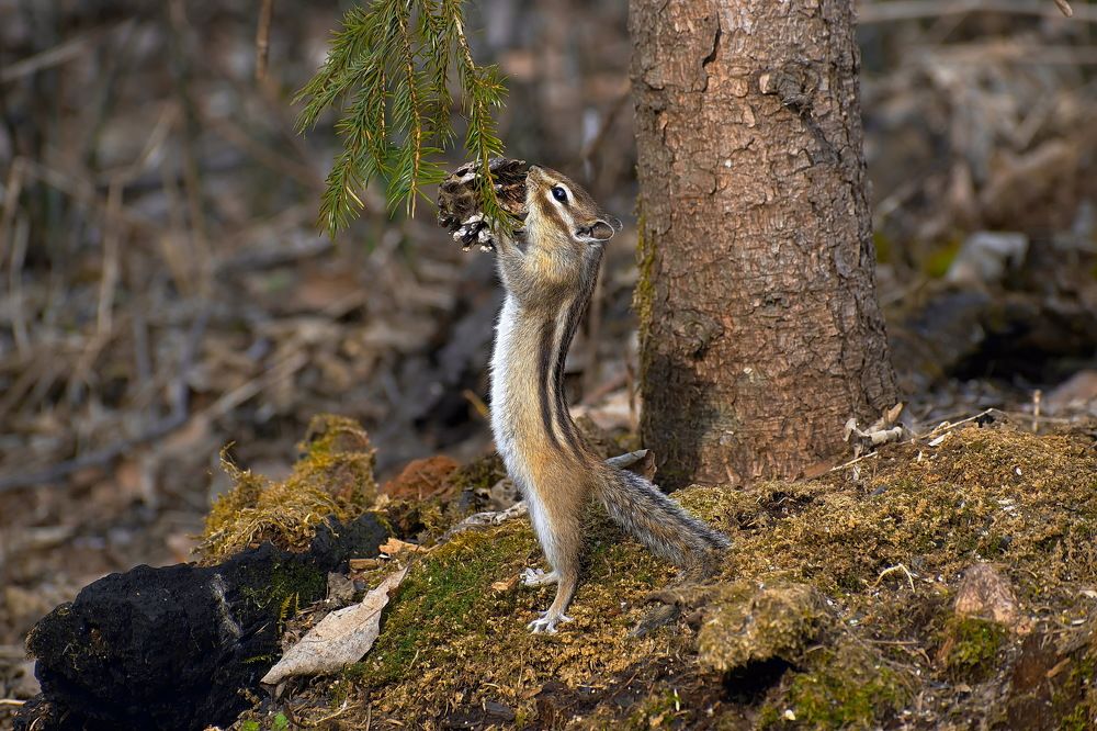 Вкусная прошлогодняя шишка.))