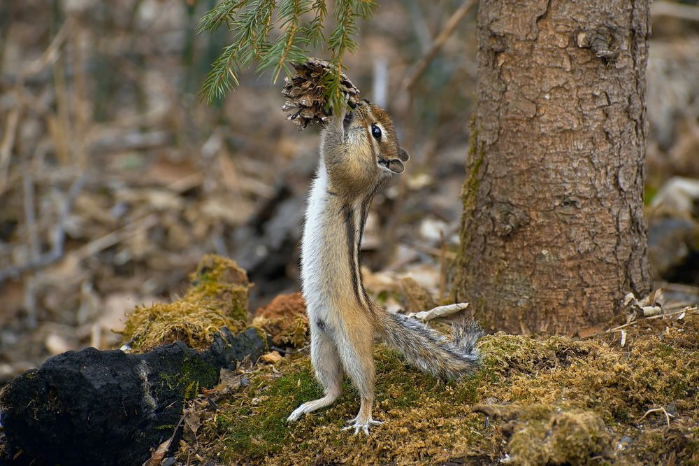 Вкусная прошлогодняя шишка.))