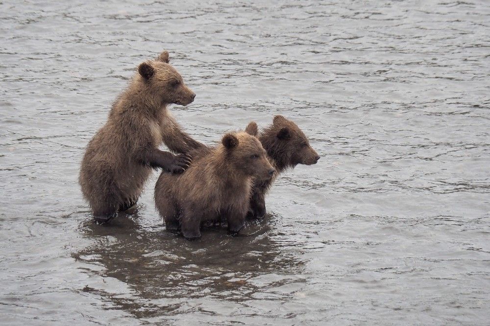 Photograph by Elena Poddubnaja