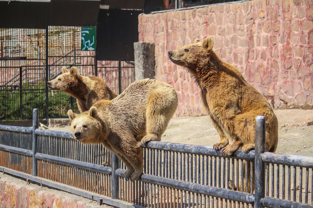 Фотография автора Vahid Basiri