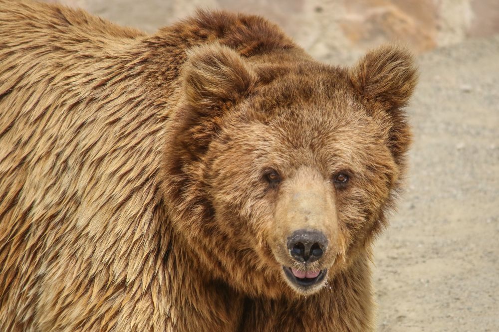 Фотография автора Vahid Basiri
