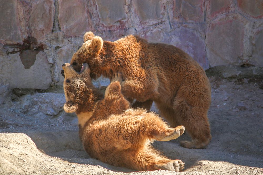 Фотография автора Vahid Basiri