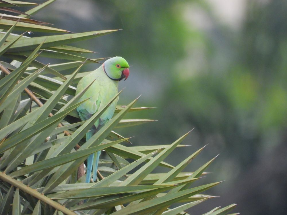 Photograph by Abdullah Al Mamun