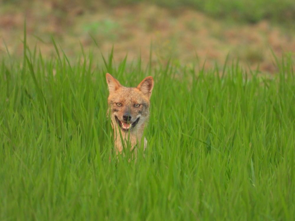 Photograph by Abdullah Al Mamun