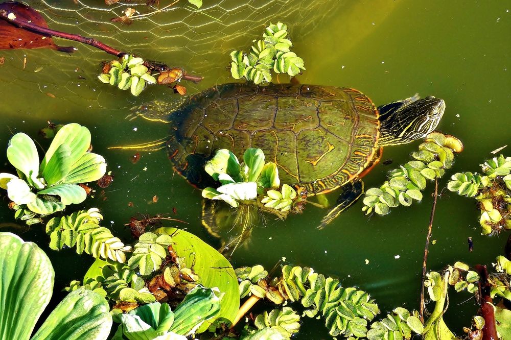 Photograph by backareva irina