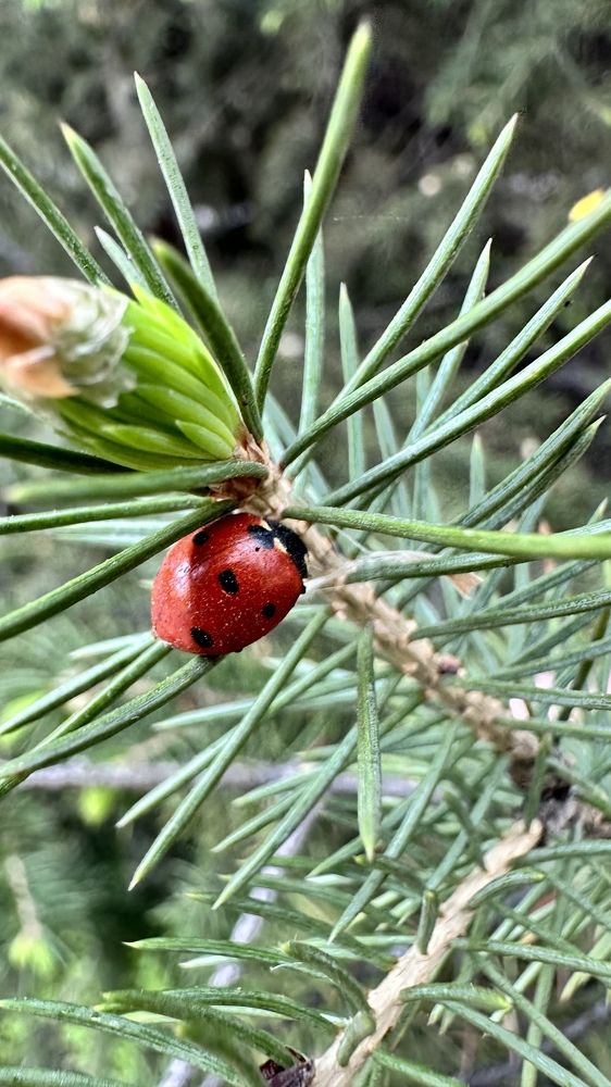 Фотография автора Алянур Юлдашева