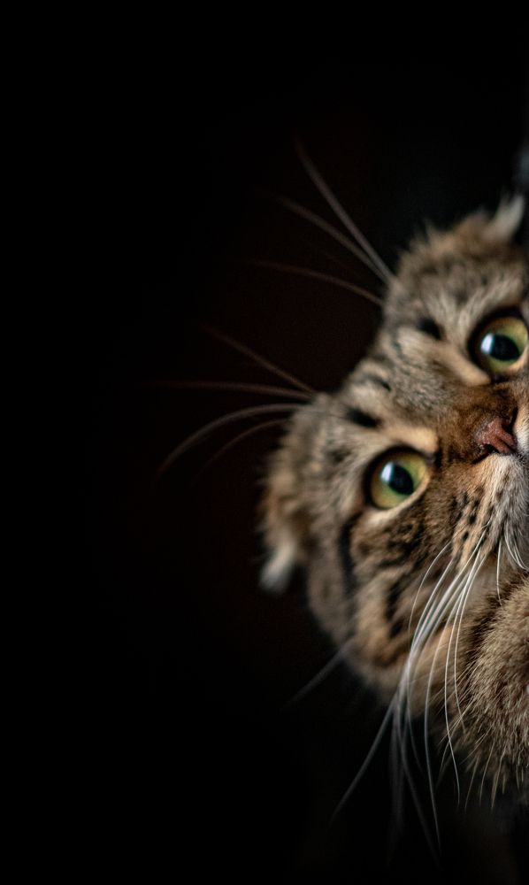 Фотография автора Natalia Sorenkova