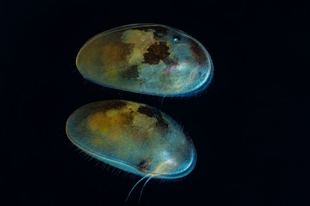Ostracods