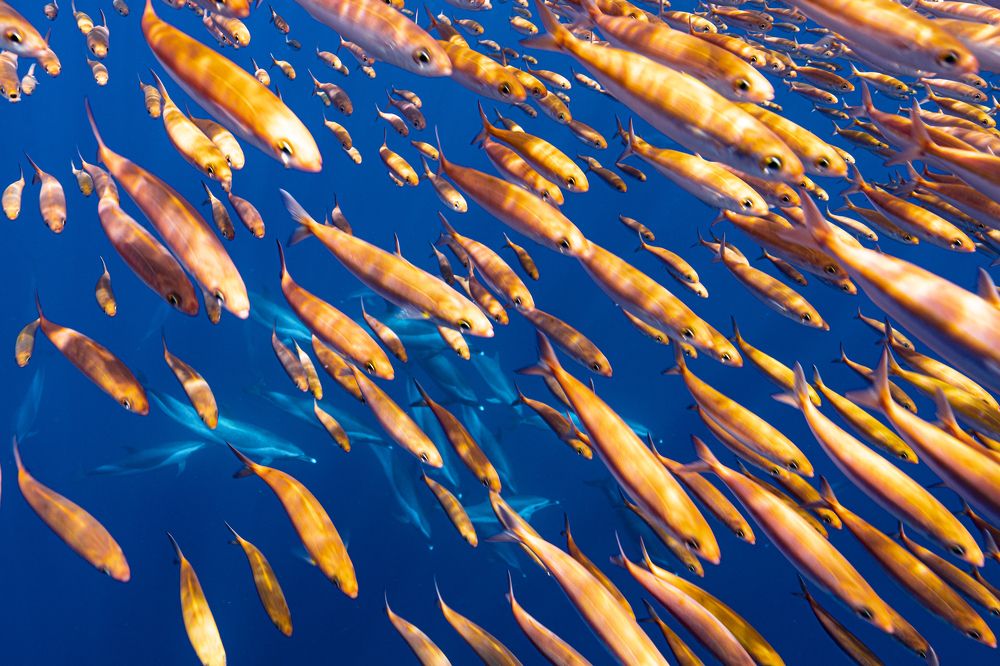 Photograph by Daichi Shimada