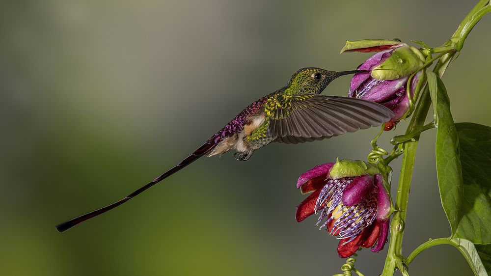 Cometa Hummingbird (Sappho sparganura)
