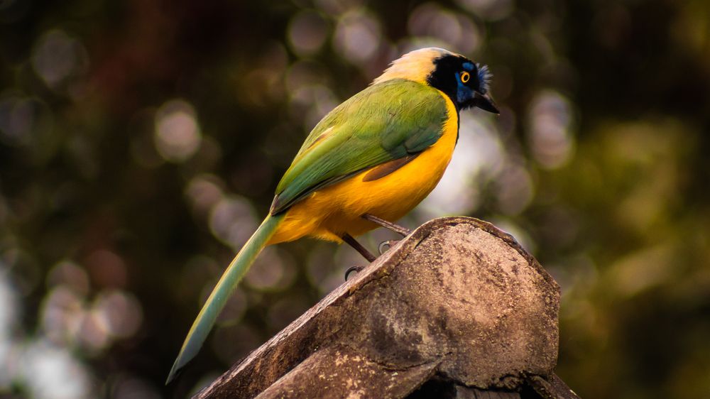 Фотография автора Carlos Jimenez