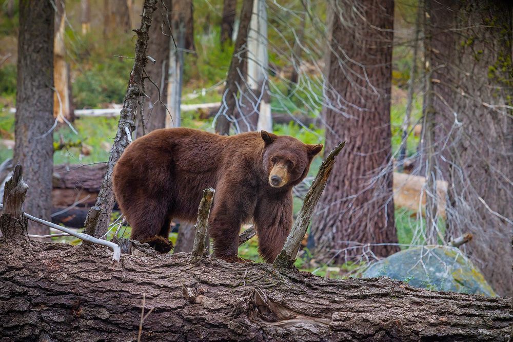 Photograph by Olga Markelova