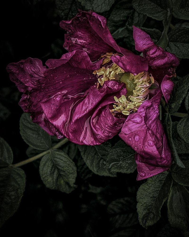 Photograph by Дарья Макаревич